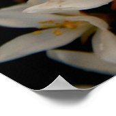 Hawthorne Poster (Hoek)