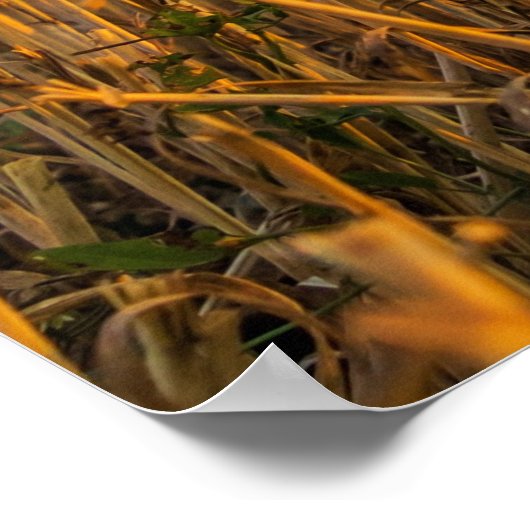 Hay bale poster (Hoek)