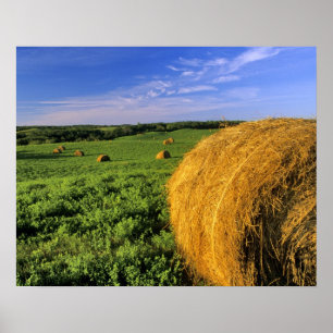 Hay Bales bij Bottineau North Dakota Poster