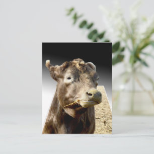 Hay Day: Een bruine koe die even wat kauwt in Pop- Briefkaart