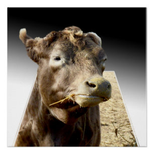 Hay Day: een bruine Koe Munching Moment in de Pop- Perfect Poster