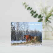 Hay is voor paarden briefkaart (Staand voorkant)