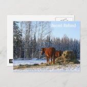 Hay is voor paarden briefkaart (Voorkant / Achterkant)