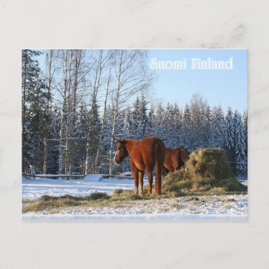 Hay is voor paarden briefkaart (Voorkant)