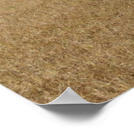 Hay-poster Poster (Hoek)