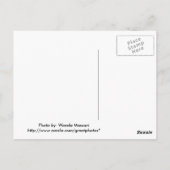 Hay Rake Briefkaart (Achterkant)