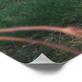 Hay Rake Poster (Hoek)