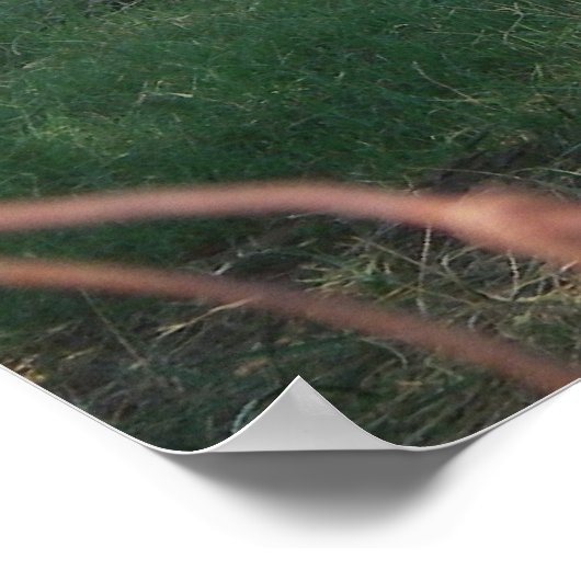 Hay Rake Poster (Hoek)