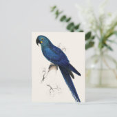 Hayacinthe Maccaw Briefkaart (Staand voorkant)