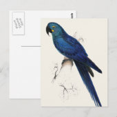 Hayacinthe Maccaw Briefkaart (Voorkant / Achterkant)