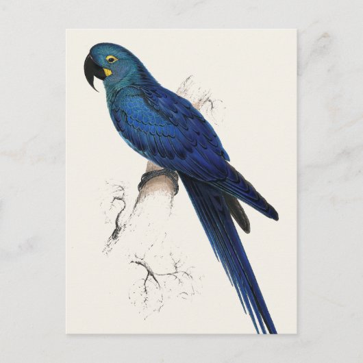 Hayacinthe Maccaw Briefkaart (Voorkant)