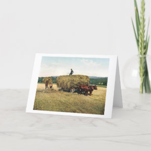 Haying in New England -  1900 Kaart