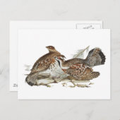 Hazel Grouse Briefkaart (Voorkant / Achterkant)