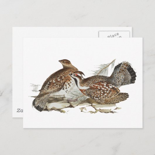 Hazel Grouse Briefkaart (Voorkant / Achterkant)