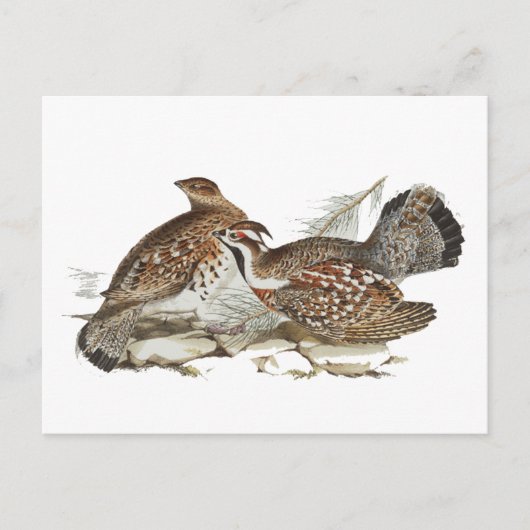 Hazel Grouse Briefkaart (Voorkant)