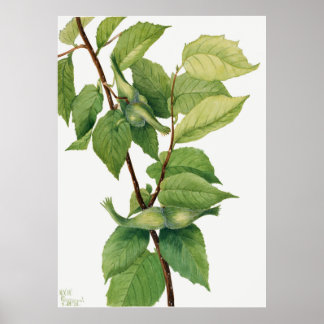 Hazelnoot (Corylus rostrata) (1932) van Mary Poster