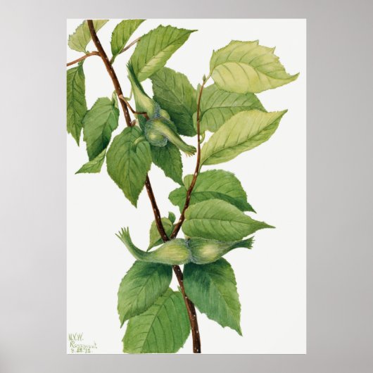 Hazelnoot (Corylus rostrata) (1932) van Mary Poster (Voorkant)