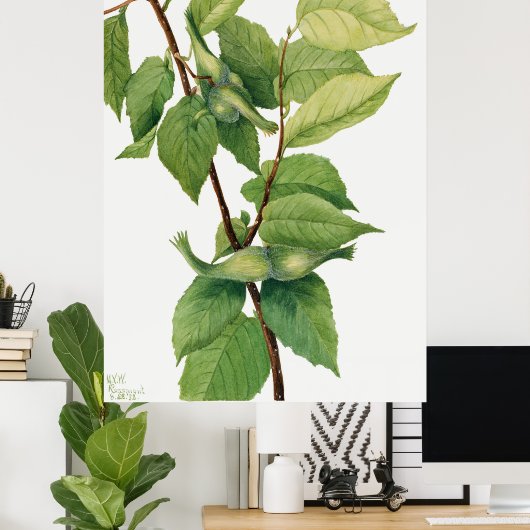 Hazelnoot (Corylus rostrata) (1932) van Mary Poster (Thuiskantoor)