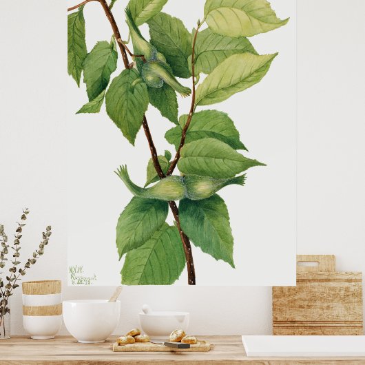Hazelnoot (Corylus rostrata) (1932) van Mary Poster (Keuken)
