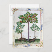 Hazelnoten Struik en Cherry tree Briefkaart (Voorkant / Achterkant)