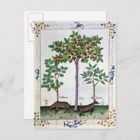 Hazelnoten Struik en Cherry tree Briefkaart (Voorkant / Achterkant)