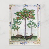 Hazelnoten Struik en Cherry tree Briefkaart (Voorkant)