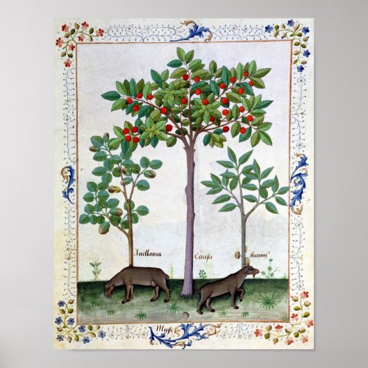 Hazelnoten Struik en Cherry tree Poster (Voorkant)