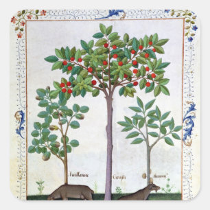 Hazelnoten Struik en Cherry tree Vierkante Sticker