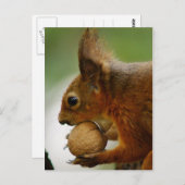 Hazelnoten zijn gemakkelijker briefkaart (Voorkant / Achterkant)