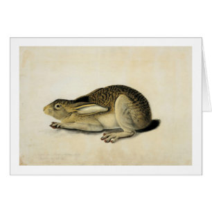 Hazen met zwarte staart, John James Audubon