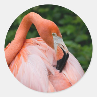 HDR Flamingo Vogelvogels Wild Foto Afbeelding Foto Ronde Sticker