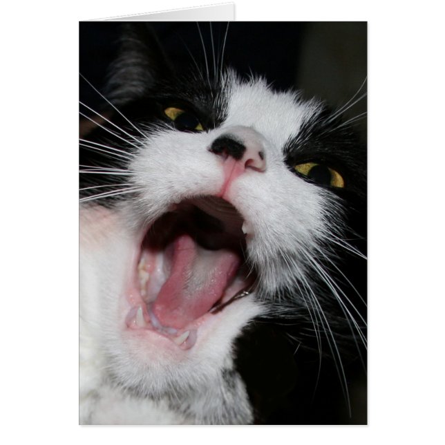 Hé, ik praat met je!!! Crazy Cat (Voorkant)