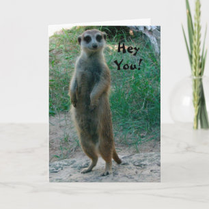 Hé, Meerkat Birthday Card Kaart