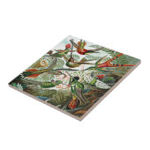 Heackel Natuur Art Bird Design kolibries Tegeltje (Zijkant)