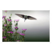 Head First Hummingbird Foto Afdruk (Voorkant)