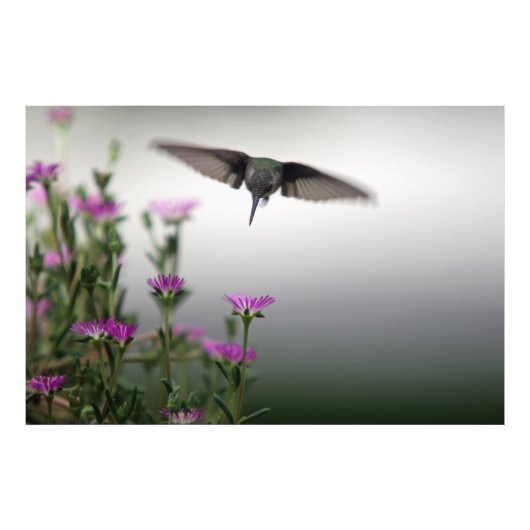 Head First Hummingbird Foto Afdruk (Voorkant)