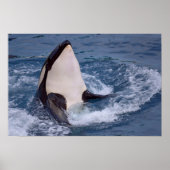 Head of whale killer poster (Voorkant)