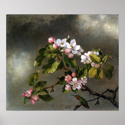 Heade - Hummingbird en appel bloesems Poster (Voorkant)