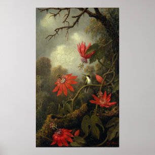 Heade - Hummingbird en passion Flowers Poster
