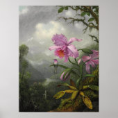 Heade - Hummingbird op het orchidee Plant Poster (Voorkant)