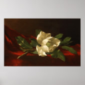 Heade - Magnolia Poster (Voorkant)