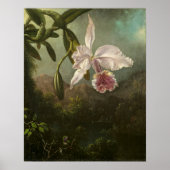 Heade - Orchid Blossoms Poster (Voorkant)