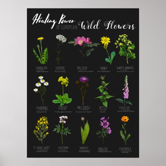 Healing Power of European Wild Flowers Herbology Poster (Voorkant)