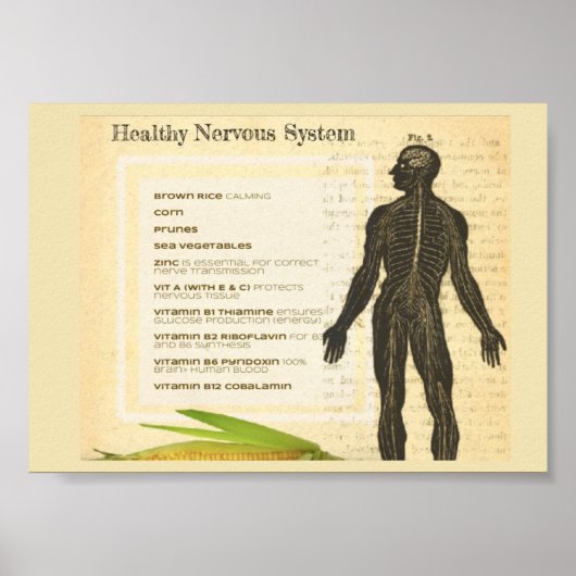 Healthy Nervous System Poster (Voorkant)