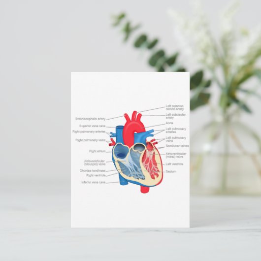 Heart_Anatomie Briefkaart (Staand voorkant)