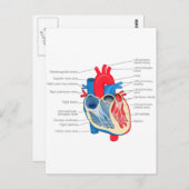 Heart_Anatomie Briefkaart (Voorkant / Achterkant)