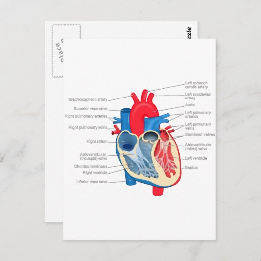 Heart_Anatomie Briefkaart (Voorkant / Achterkant)