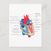 Heart_Anatomie