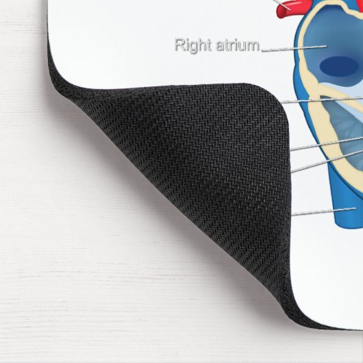 Heart_Anatomie Muismat (Hoek)