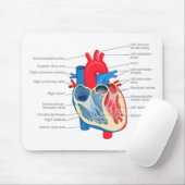 Heart_Anatomie Muismat (Met muis)